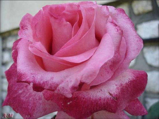 La Rose, reine des fleurs