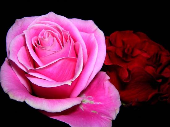 La Rose, reine des fleurs